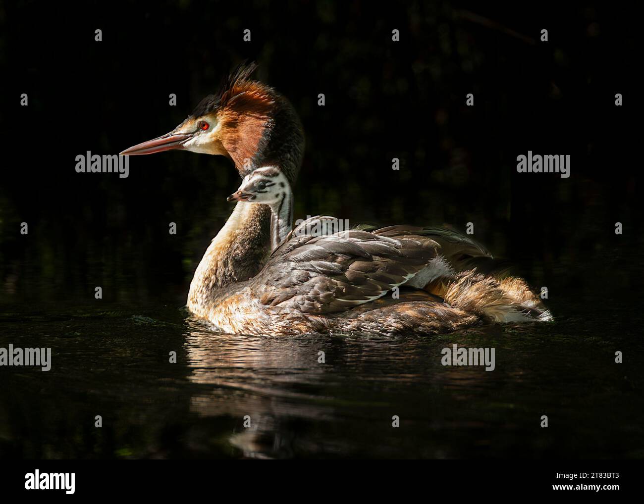 (231118) -- NEW ZEALAND, Nov. 18, 2023 (Xinhua) -- This photo taken on Nov. 4, 2023 shows puteketeke Australasian crested grebes in New Zealand. The puteketeke Australasian crested grebe has won Bird of the Century 2023, the event organizer said on Wednesday. The Bird of the Century competition is held by New Zealand's independent conservation organization Forest & Bird, in a bid to raise people's awareness of New Zealand's natural birds. The annual Bird of the Year contest has been temporarily rebranded as 'Bird of the Century' this year to celebrate the 100th birthday of Forest & Bird. (Pho Stock Photo