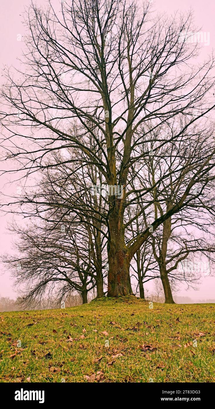 Weg im wald hi-res stock photography and images - Alamy
