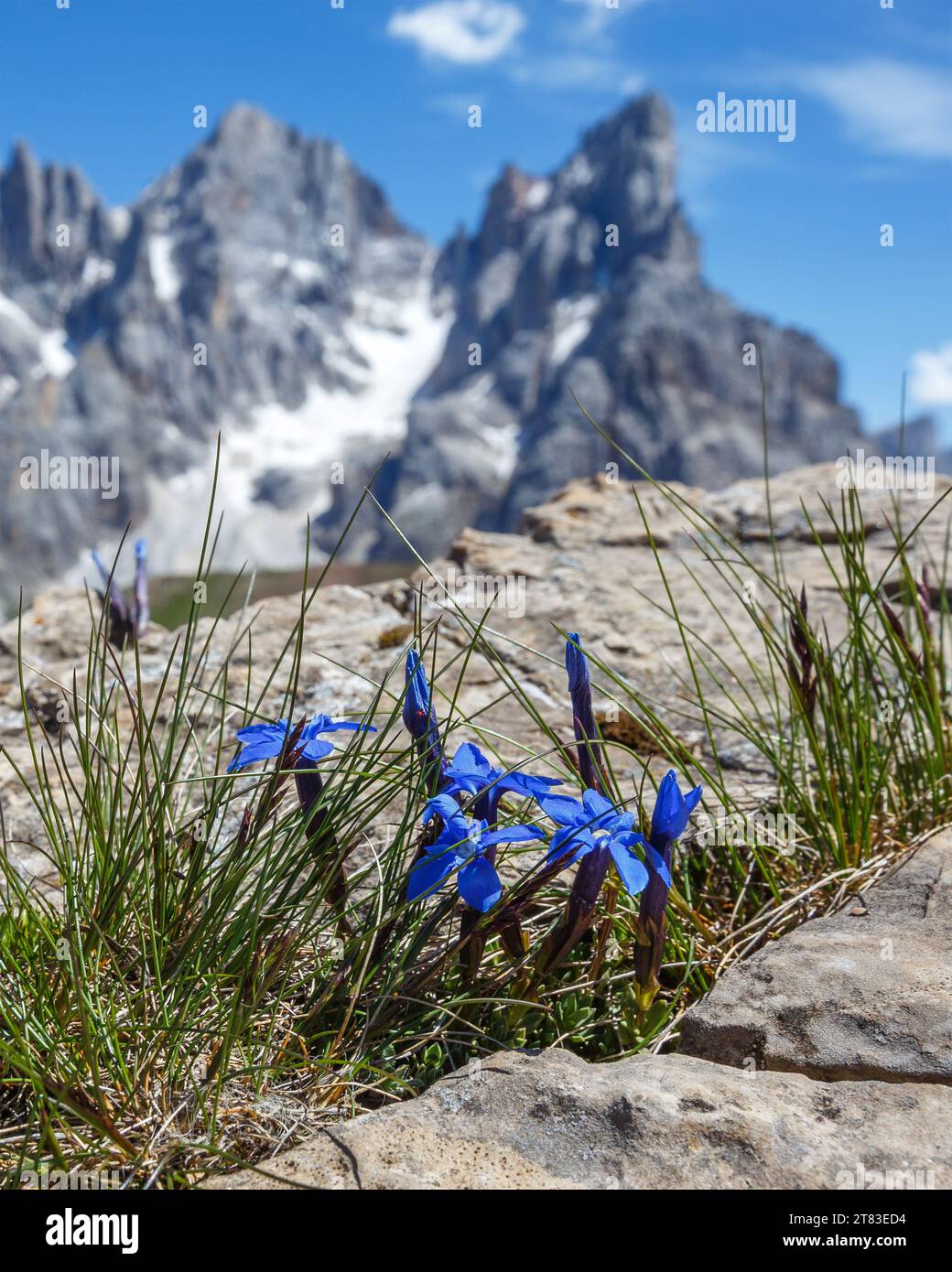 Gentian flowering among the rocks of Castellaz mountain. Pale di San Martino mountain group. Passo Rolle. Trentino. Italian Alps. Europe. Stock Photo
