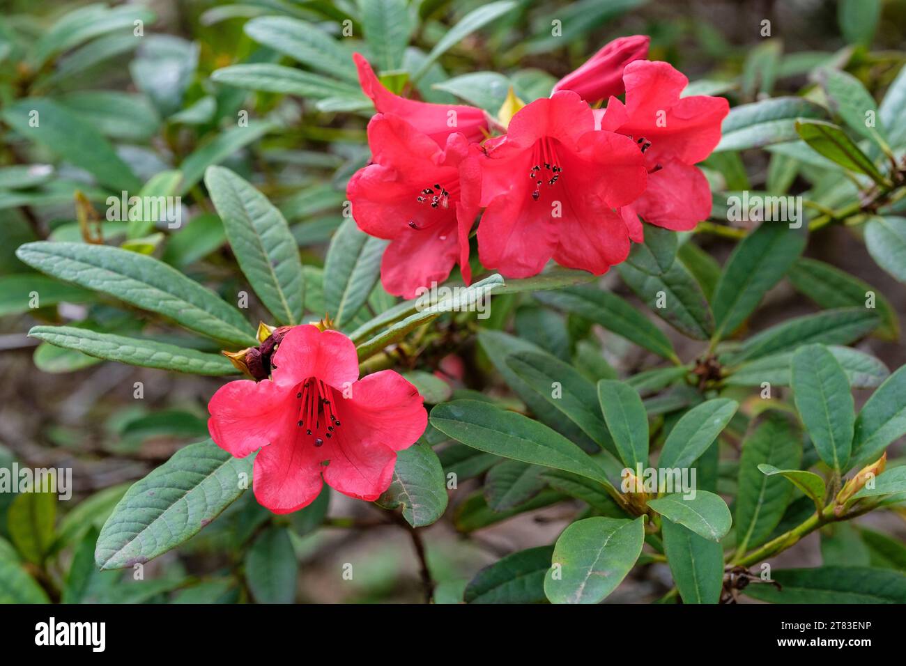 Rhododendron Elizabeth  (Elizabeth Group) ,  funnel-shaped, bright red flowers, Stock Photo