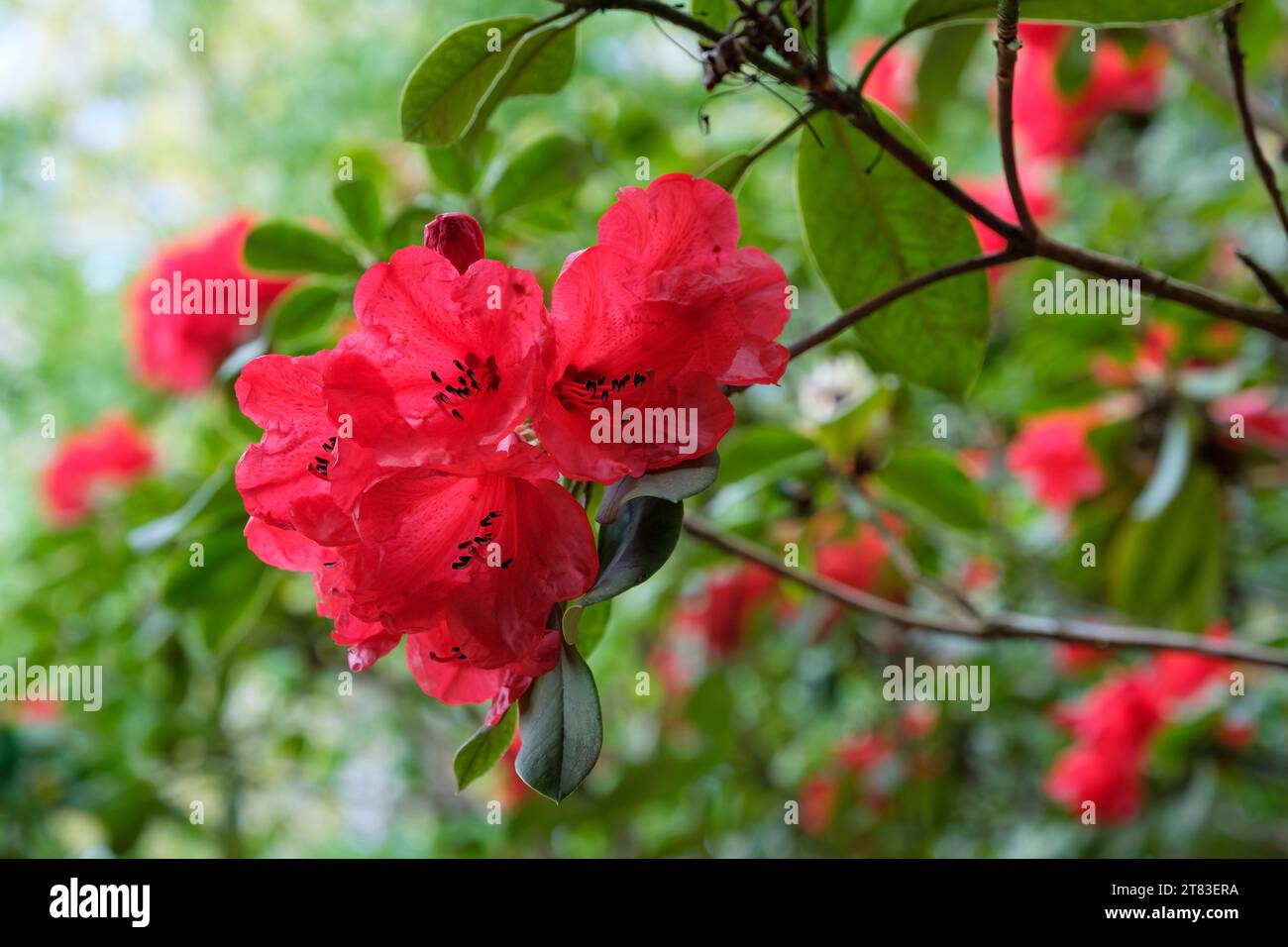 Rhododendron Elizabeth  (Elizabeth Group) ,  funnel-shaped, bright red flowers, Stock Photo