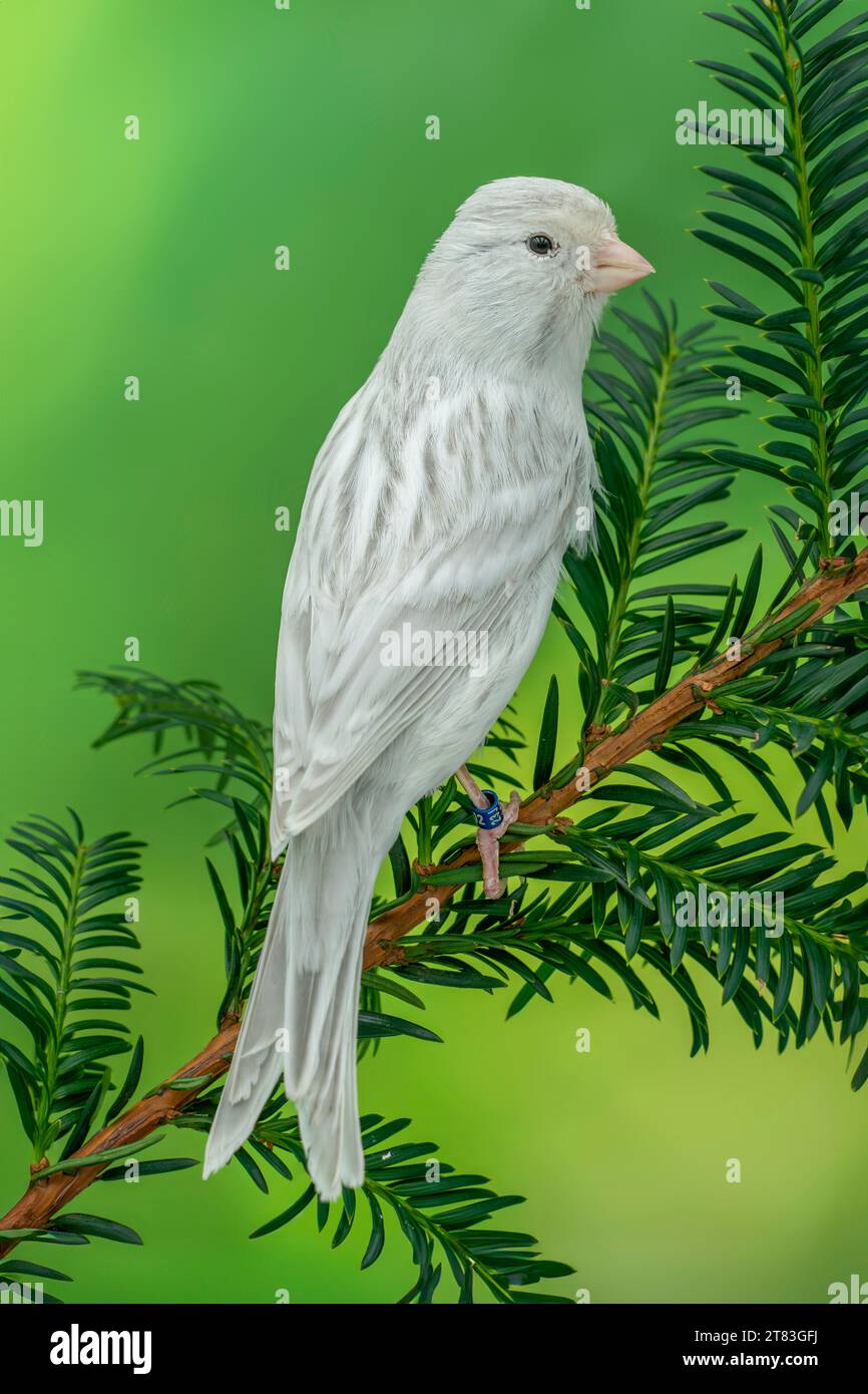 canary (Serinus canaria domestica) Stock Photo