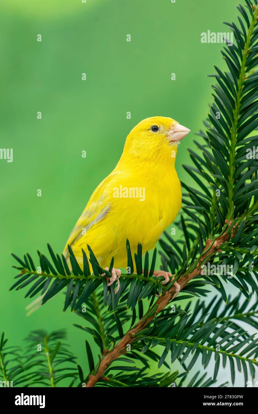 canary (Serinus canaria domestica) Stock Photo