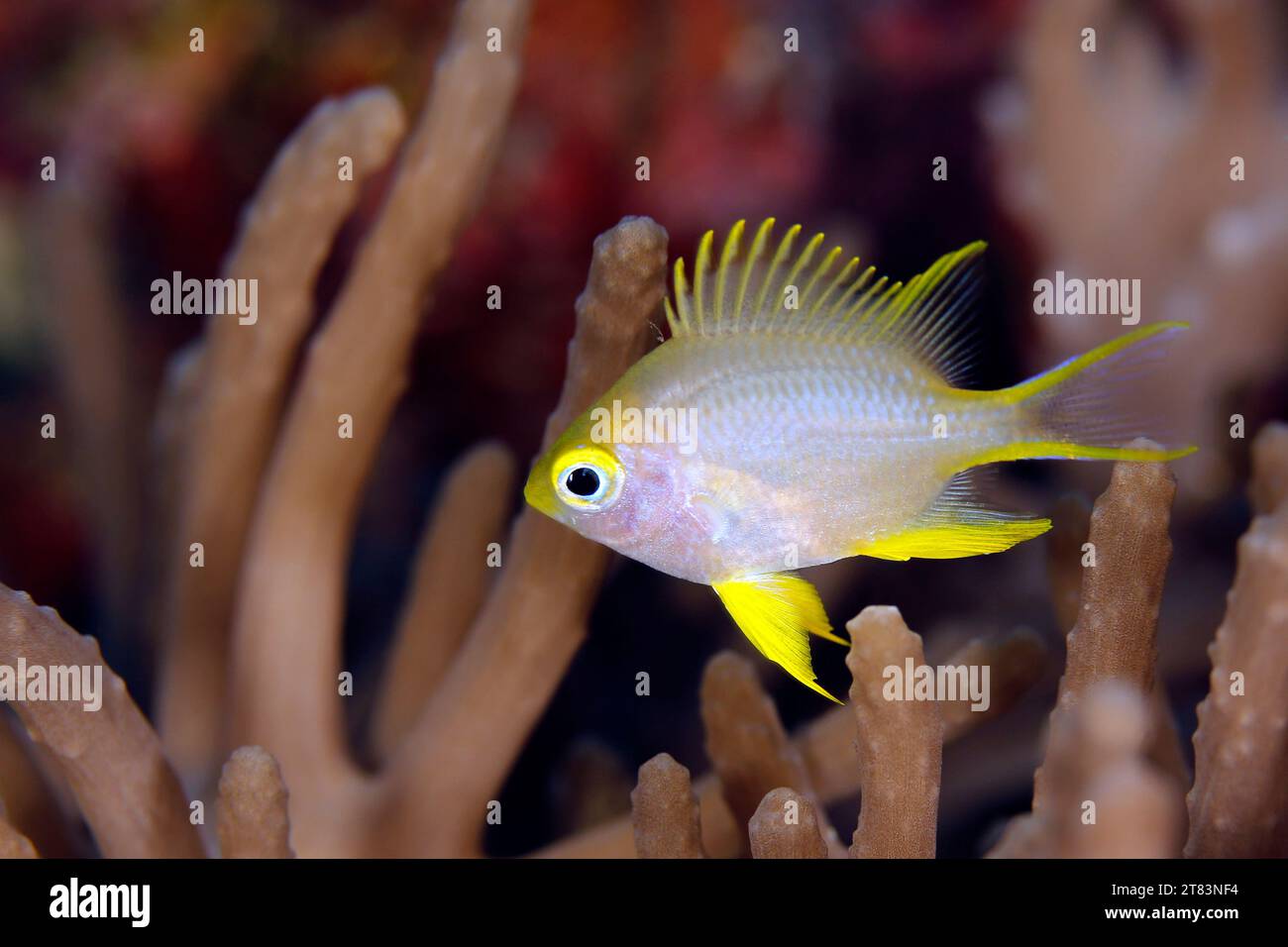Ternate Damsel (Amblyglyphidodon ternatensis) over Coral Reef. Mommon, West Papua, Indonesia Stock Photo