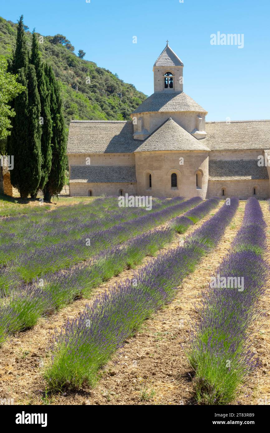 Ethereal beauty of Senanque Abbey, embraced by a sea of blooming lavender under a flawless azure sky Stock Photo