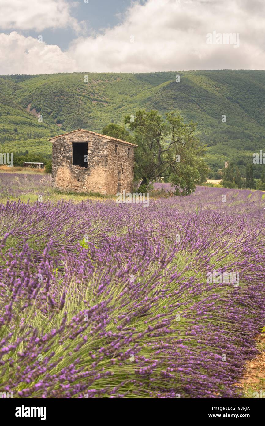 Abandoned old small stone house surrounded by wet lavender field near Les Granons in France right after rainfall Stock Photo