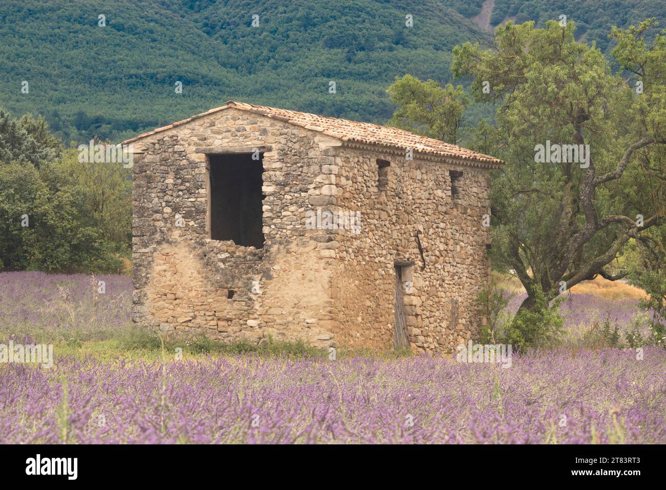 Abandoned old small stone house surrounded by wet lavender field near Les Granons in France right after rainfall Stock Photo