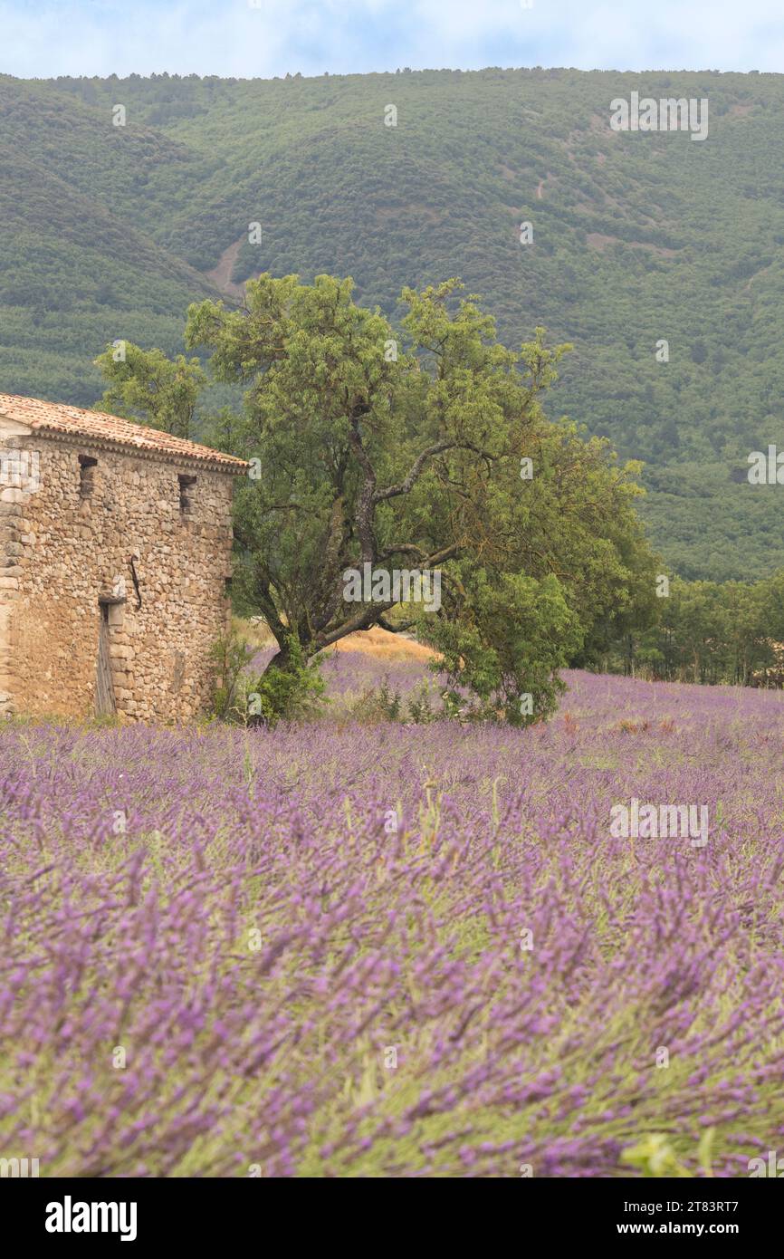 Abandoned old small stone house surrounded by wet lavender field near Les Granons in France right after rainfall Stock Photo