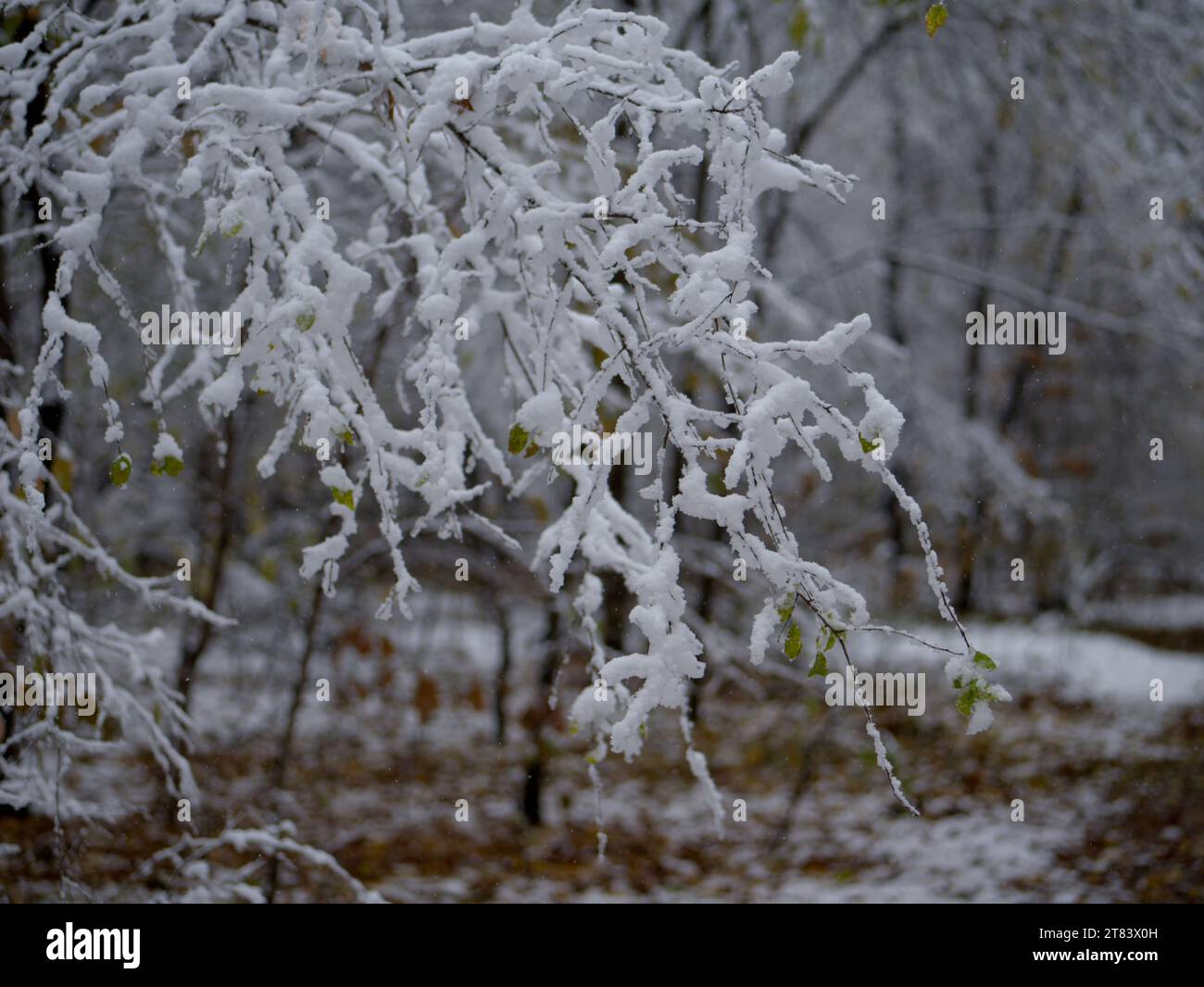 Branches and leaves covered with snow in the winter forest Stock Photo ...