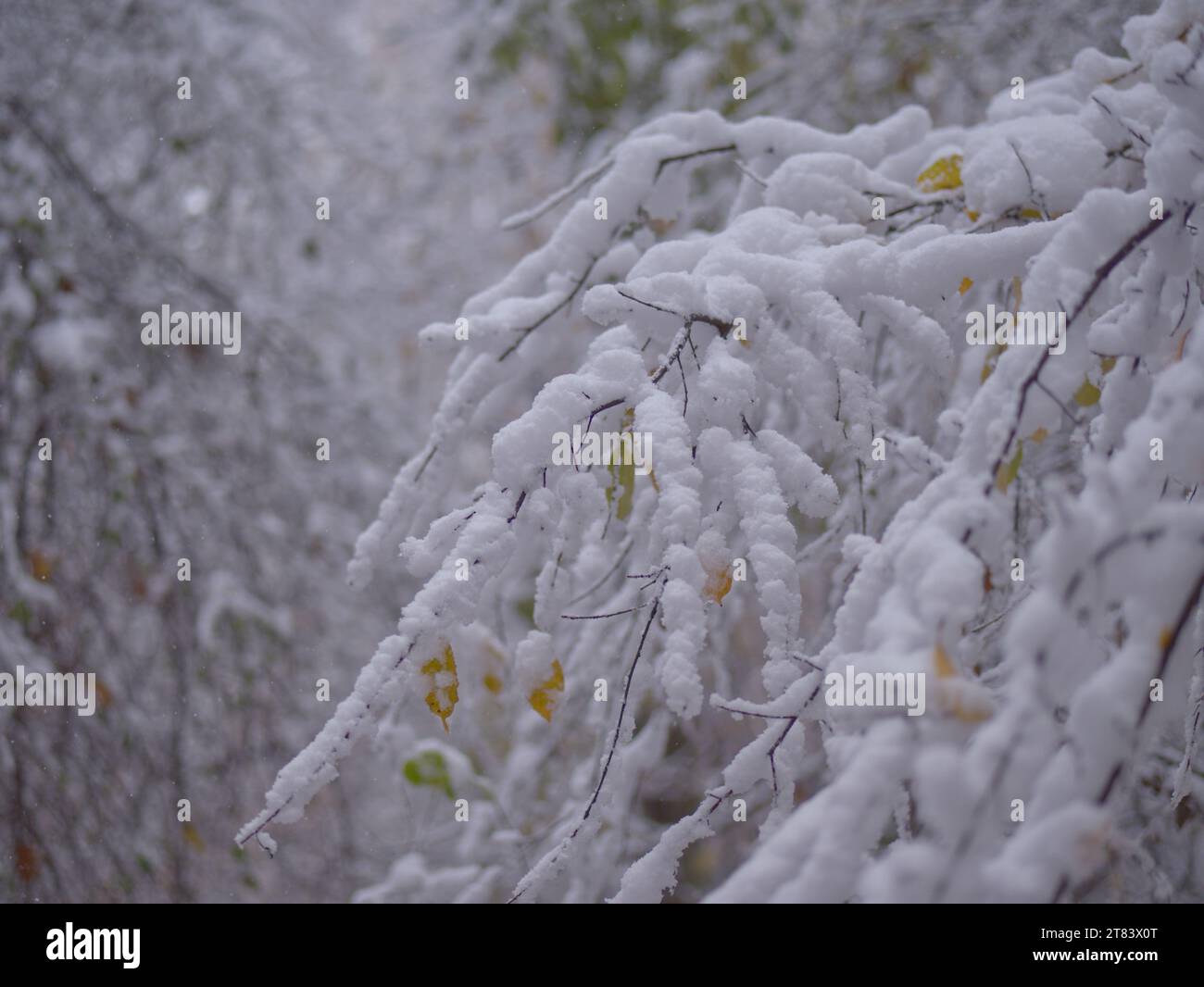 Branches and leaves covered with snow in the winter forest Stock Photo ...