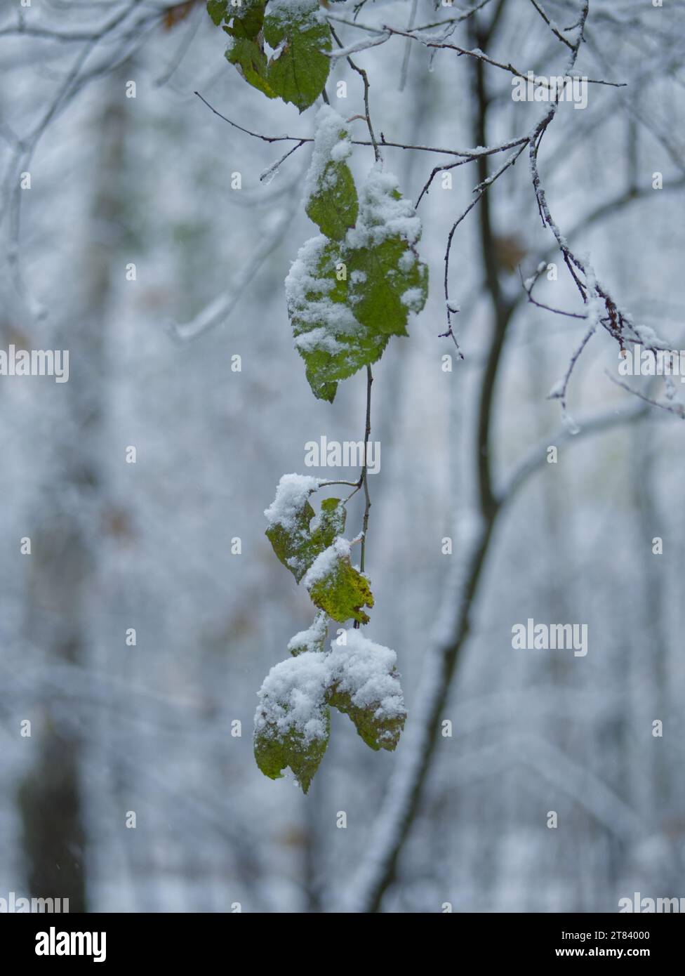 Branches and leaves covered with snow in the winter forest Stock Photo ...