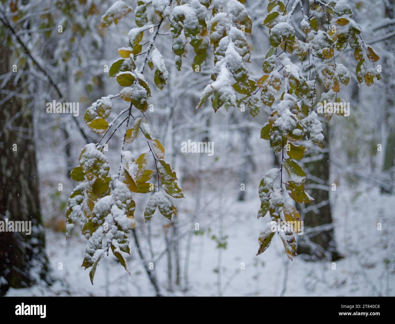 Branches and leaves covered with snow in the winter forest Stock Photo ...