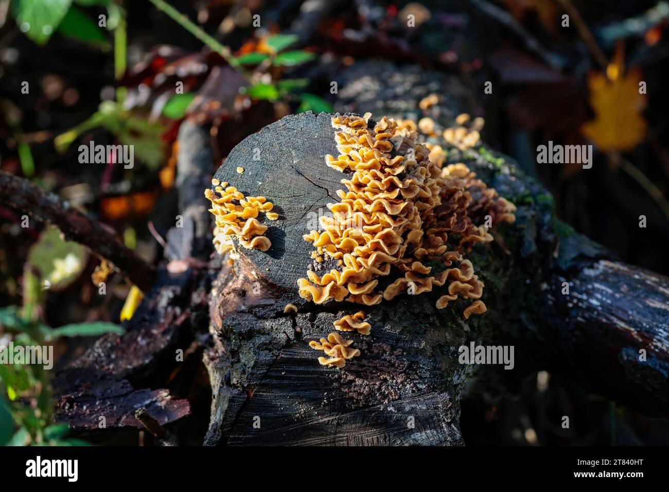 Hairy stereum Stereum hirsutum, tiers of tough rubbery fungi brackets with wavy margins orange yellow lower surface grey hairy upper surface Stock Photo