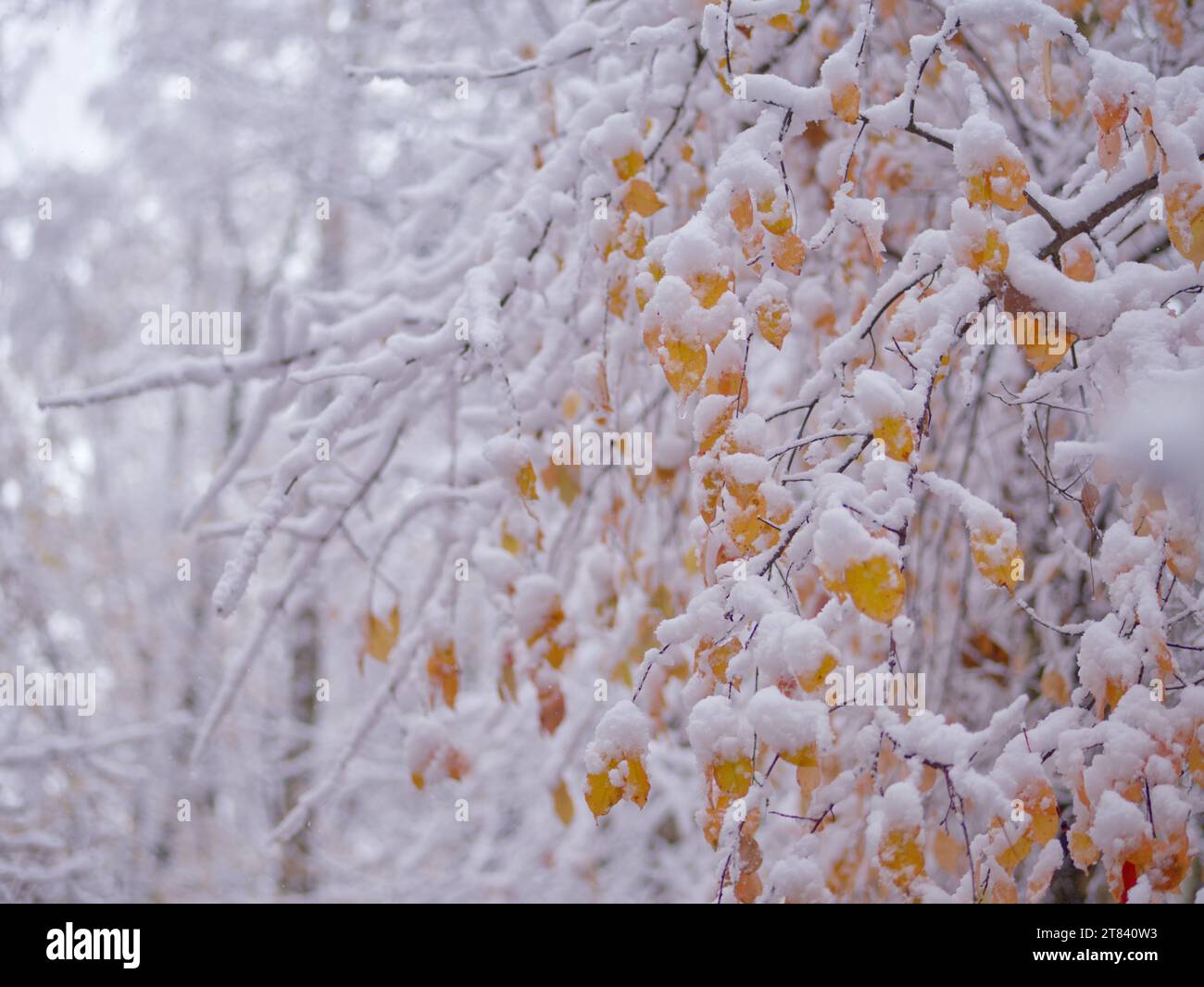 Branches and leaves covered with snow in the winter forest Stock Photo ...