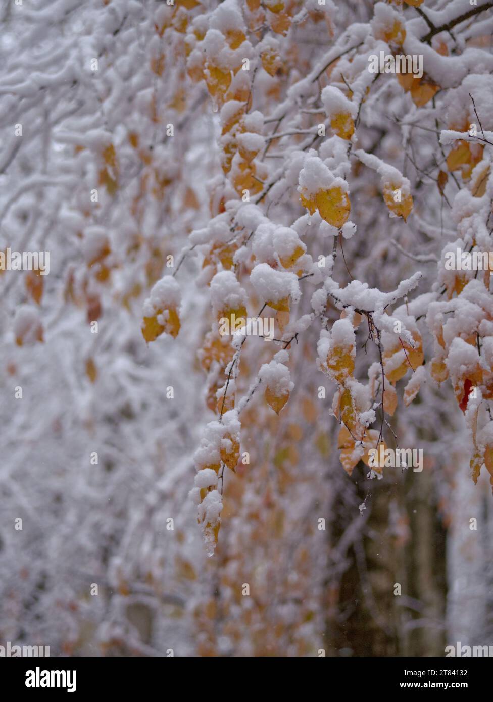 Branches and leaves covered with snow in the winter forest Stock Photo ...