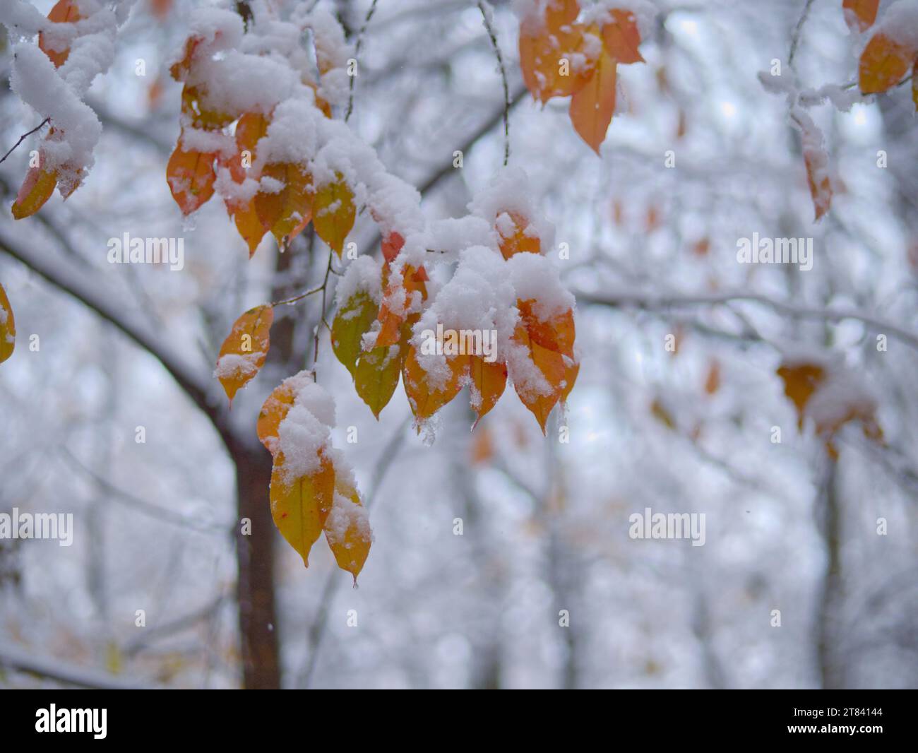 Branches and leaves covered with snow in the winter forest Stock Photo ...