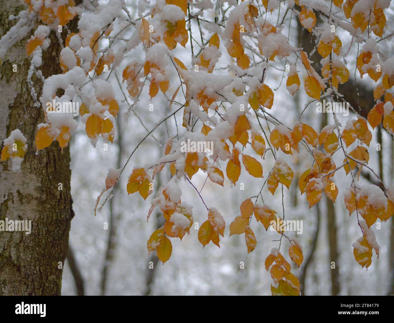 Branches and leaves covered with snow in the winter forest Stock Photo ...