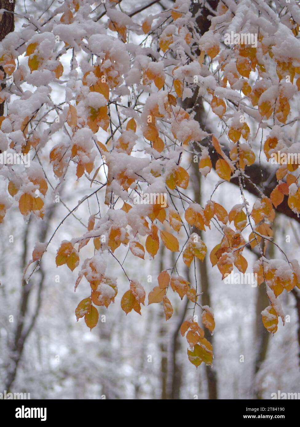 Branches and leaves covered with snow in the winter forest Stock Photo ...