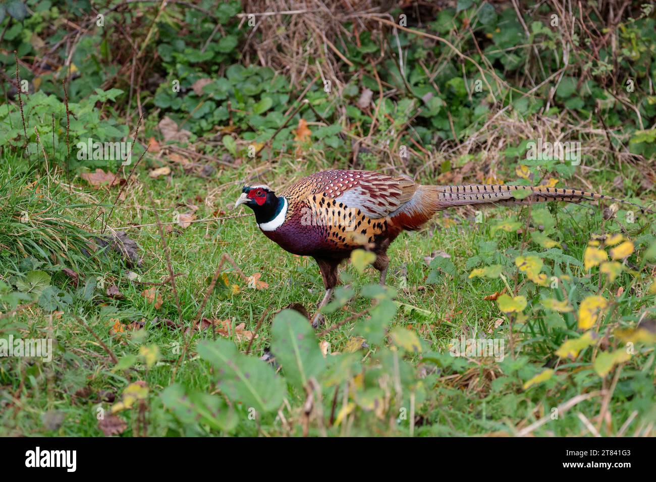 Pheasant Phasianus colchicus, in woodland winter plumage red wattle