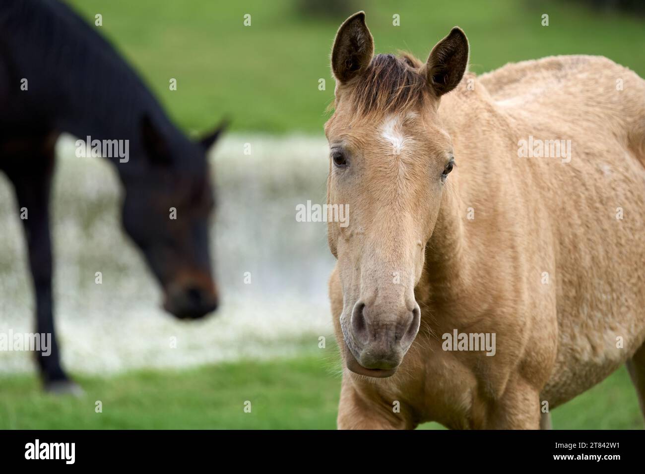 wild horse in the Parque Nacional de Doñana, Andalusia, Spain Stock Photo