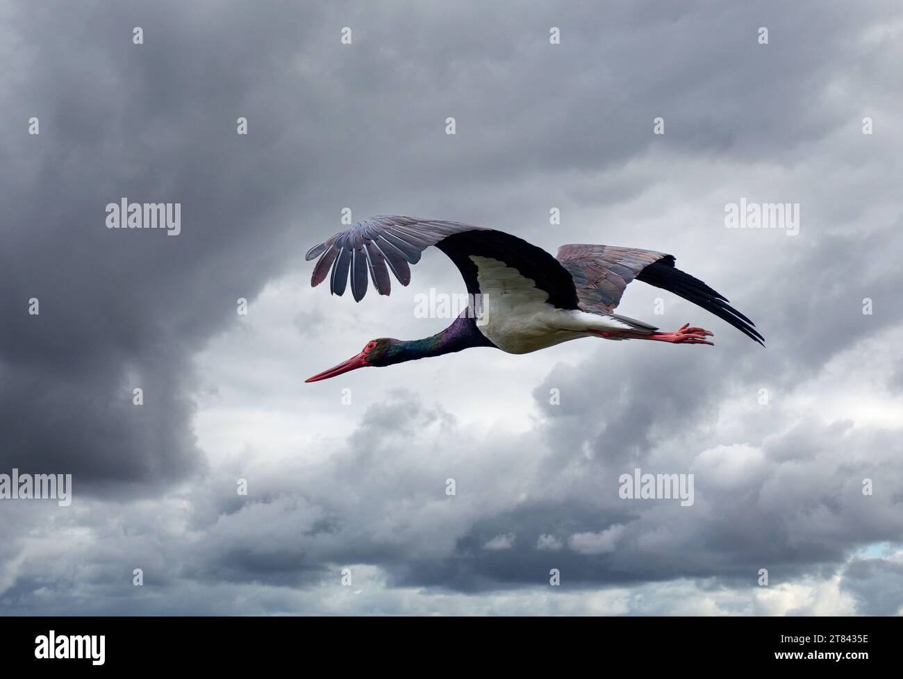 flying black stork, ciconia nigra, in the Montfrague National Park, Extremadura, Spain Stock Photo