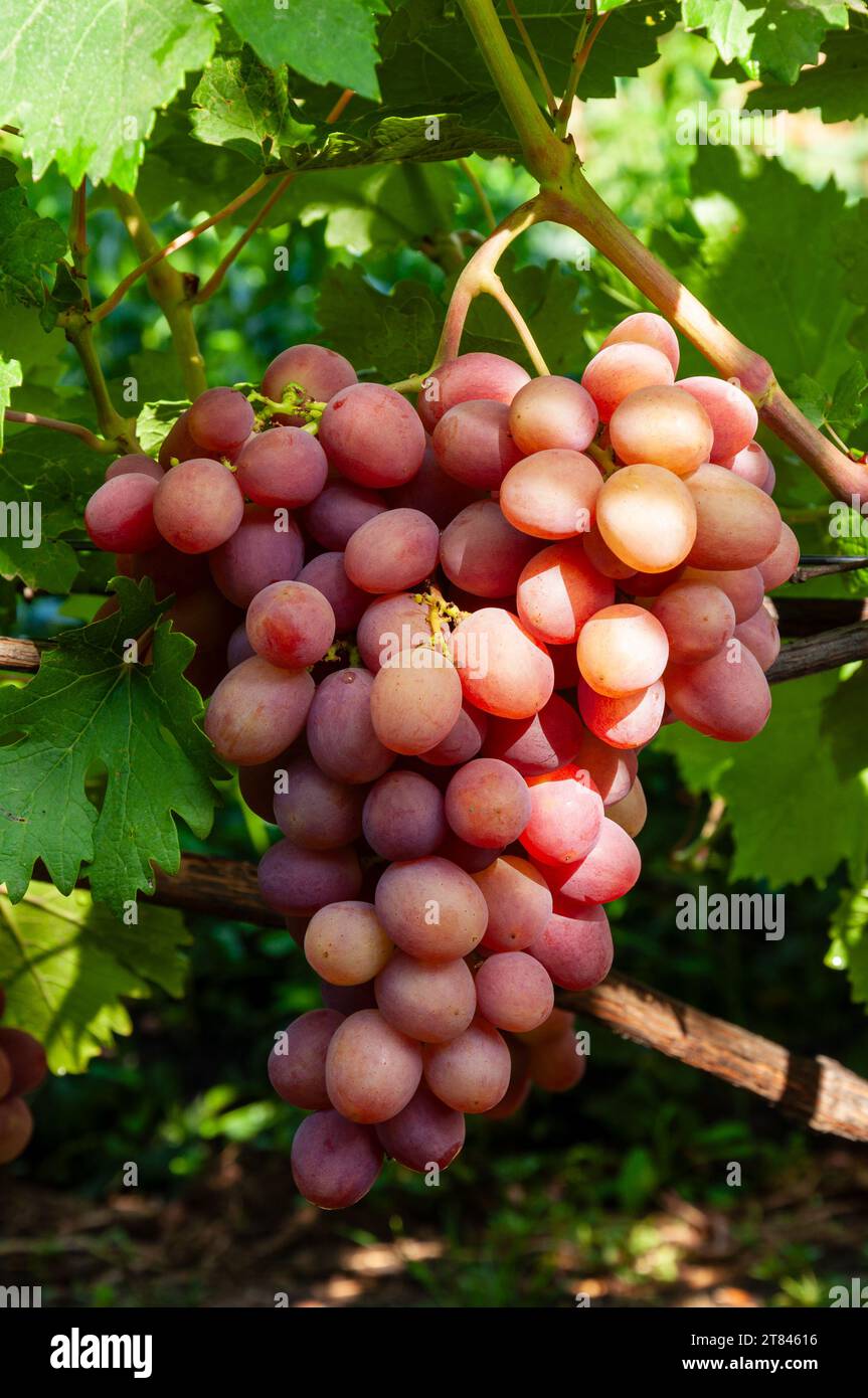 Pink grape cluster hi-res stock photography and images - Alamy