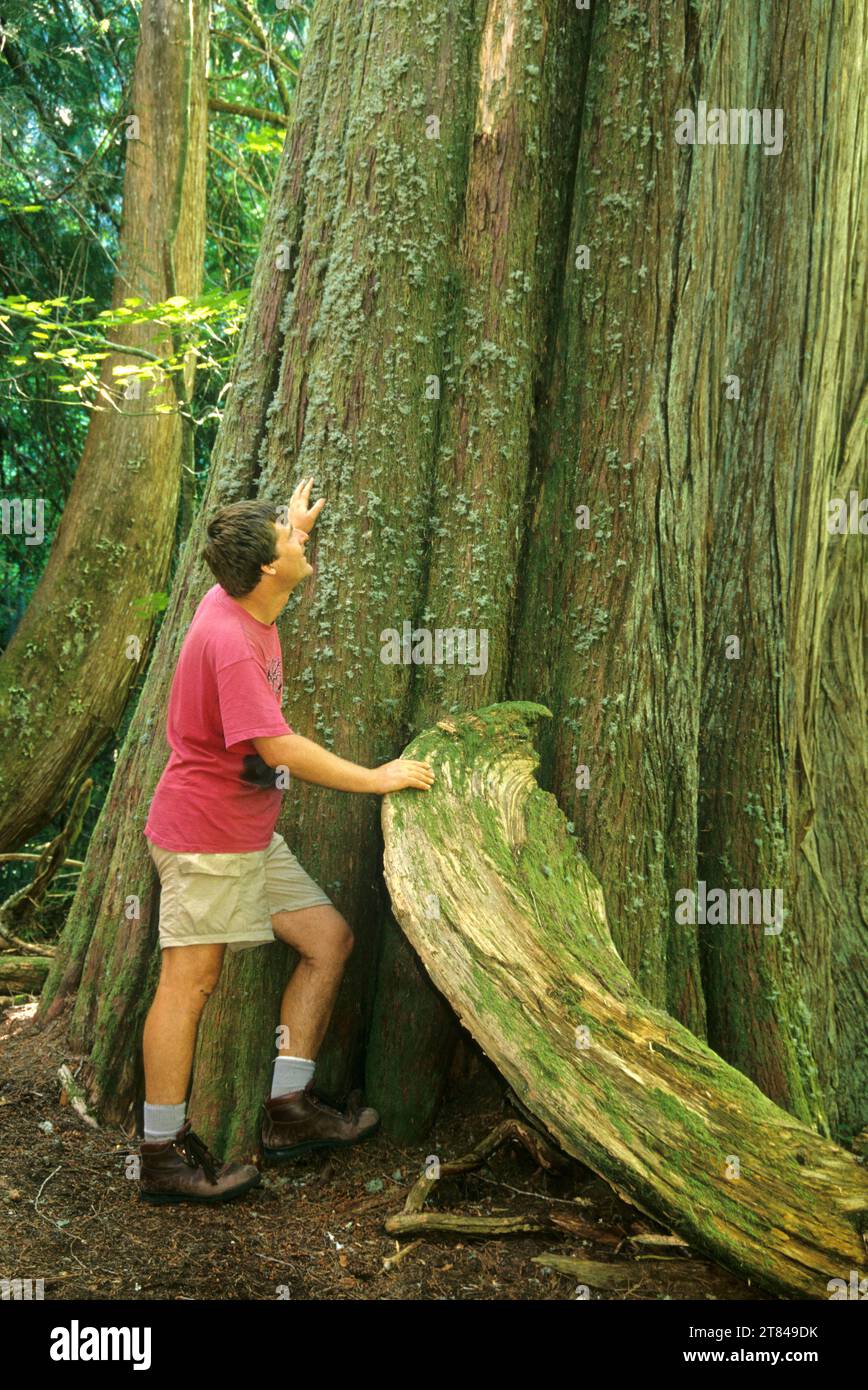 Giant red cedar on Joe Goddard Nature Trail, Willamette National Forest, Oregon Stock Photo