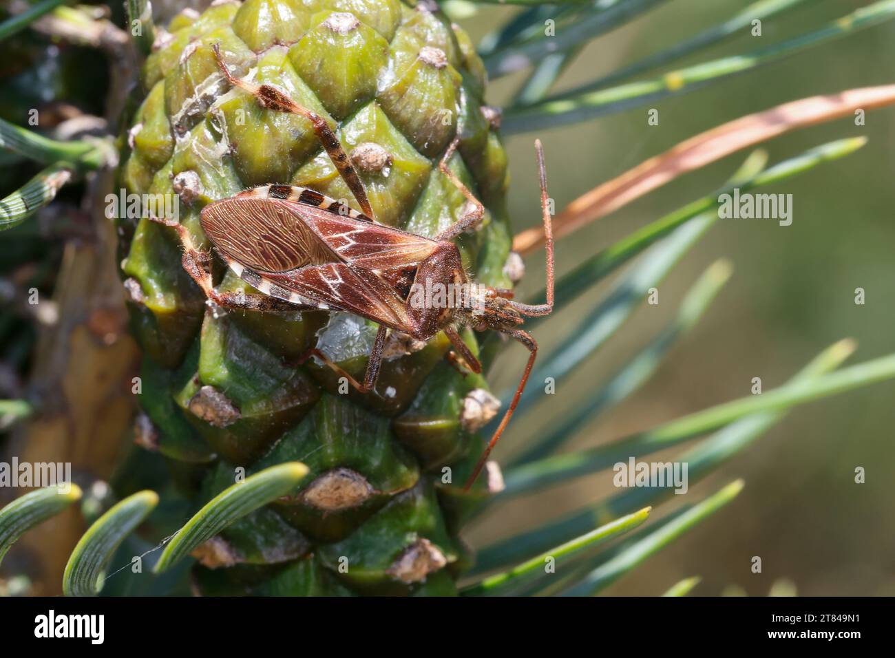 Amerikanische Kiefernwanze, Kiefernwanze, Amerikanische Zapfenwanze, Nordamerikanische Zapfenwanze, Leptoglossus occidentalis, western conifer seed bu Stock Photo
