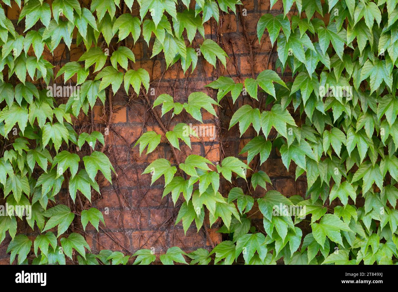 Dreilappige Jungfernrebe, Jungfern-Rebe, Wilder Wein, klettert an einer Fassade, Fassadenbegrünung Parthenocissus tricuspidatus, Parthenocissus tricus Stock Photo