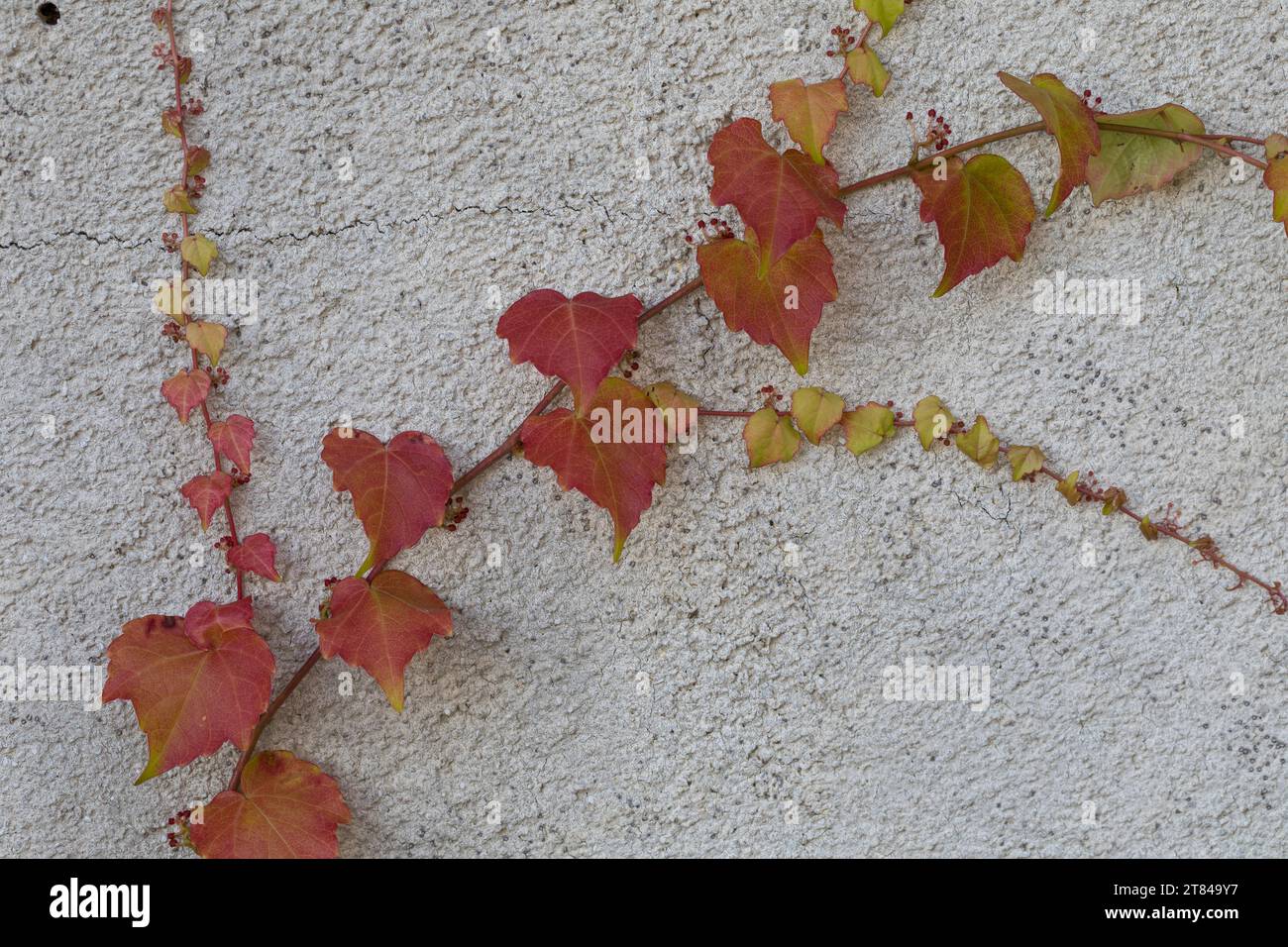 Dreilappige Jungfernrebe, Jungfern-Rebe, Wilder Wein, klettert an einer Fassade, Fassadenbegrünung, Haftscheibe, Haftscheiben, Parthenocissus tricuspi Stock Photo