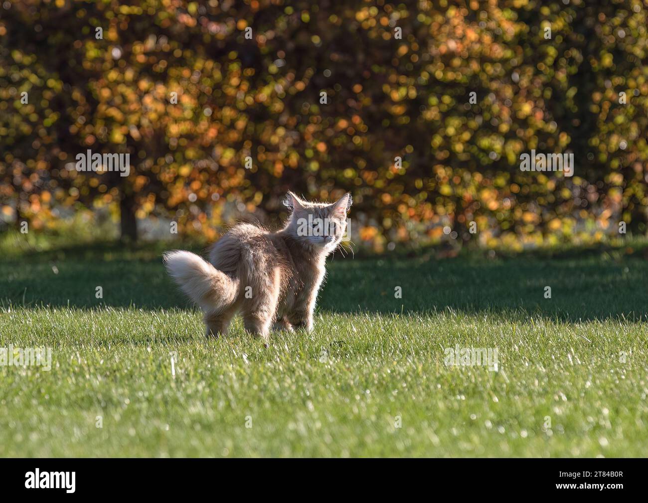A fluffy ginger kitten. Norwegian Forest with big green eyes , fluffy