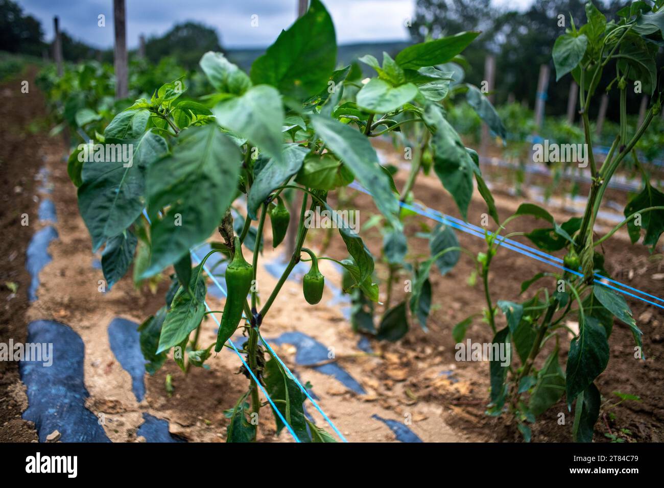 Espelette, field of Espelette peppers, will the pepper chili, famous pepper of Basque