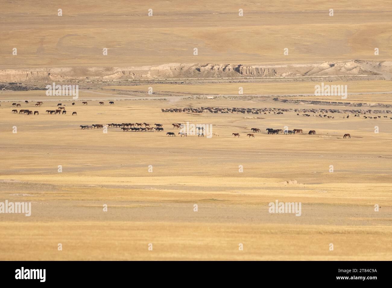 A herd of Kyrgyz horses in the highland mountain pastures at the Song Kul lake. Naryn region, Kyrgyzstan Stock Photo