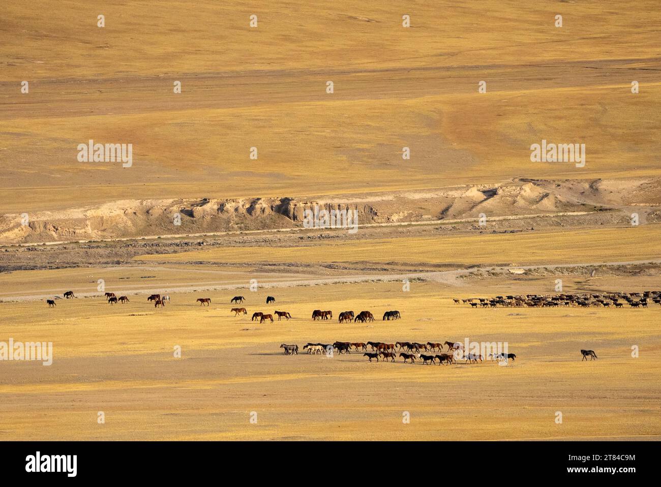 A herd of Kyrgyz horses in the highland mountain pastures at the Song Kul lake. Naryn region, Kyrgyzstan Stock Photo