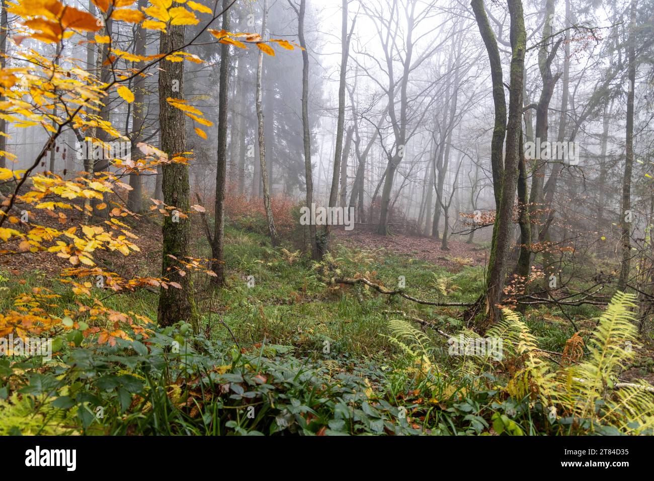 Trübes Novemberwetter im Taunus Bei Regen und Nebel zeigt sich die