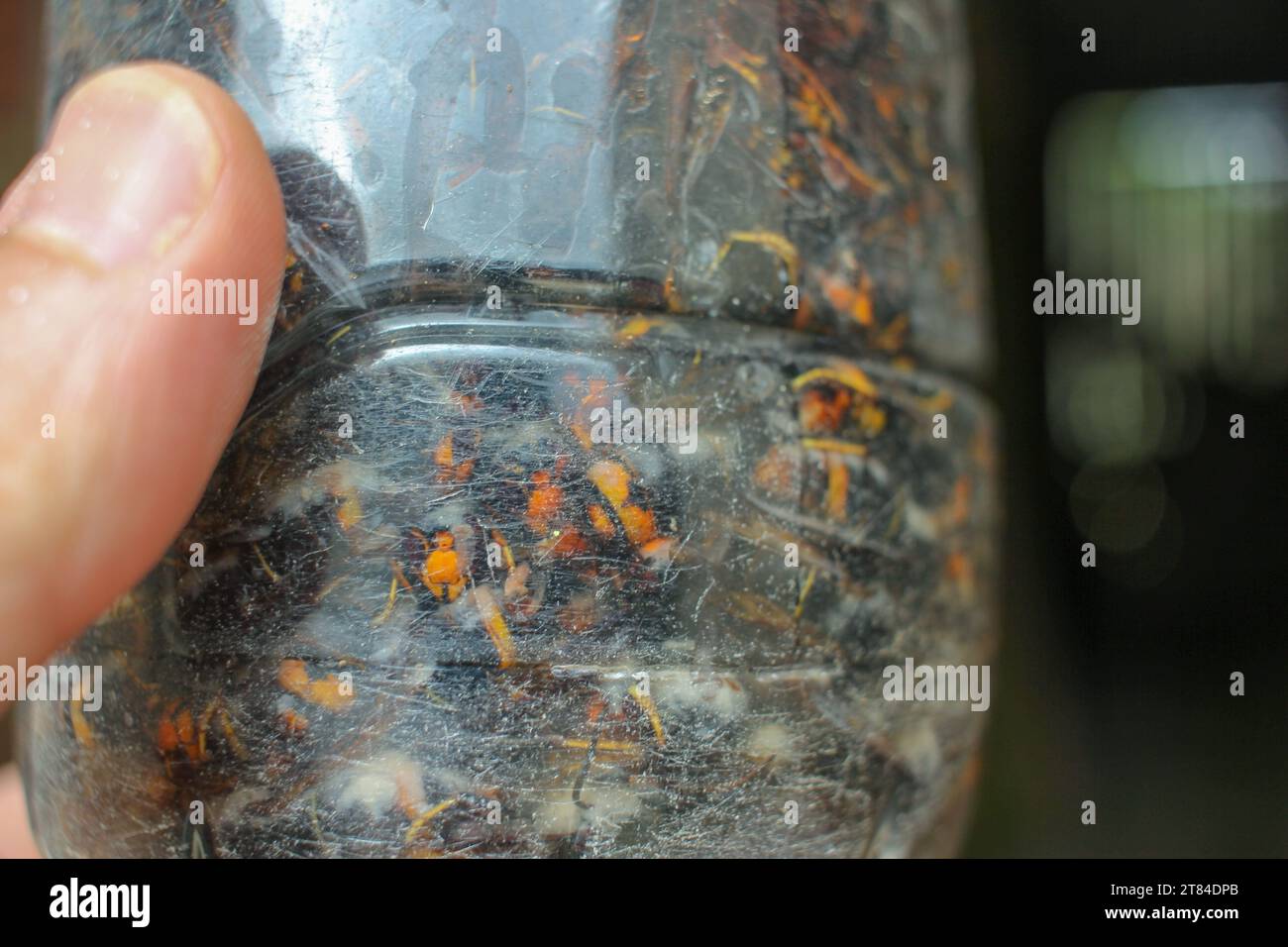 asian hornet trap to keep them under control in my hand Stock Photo