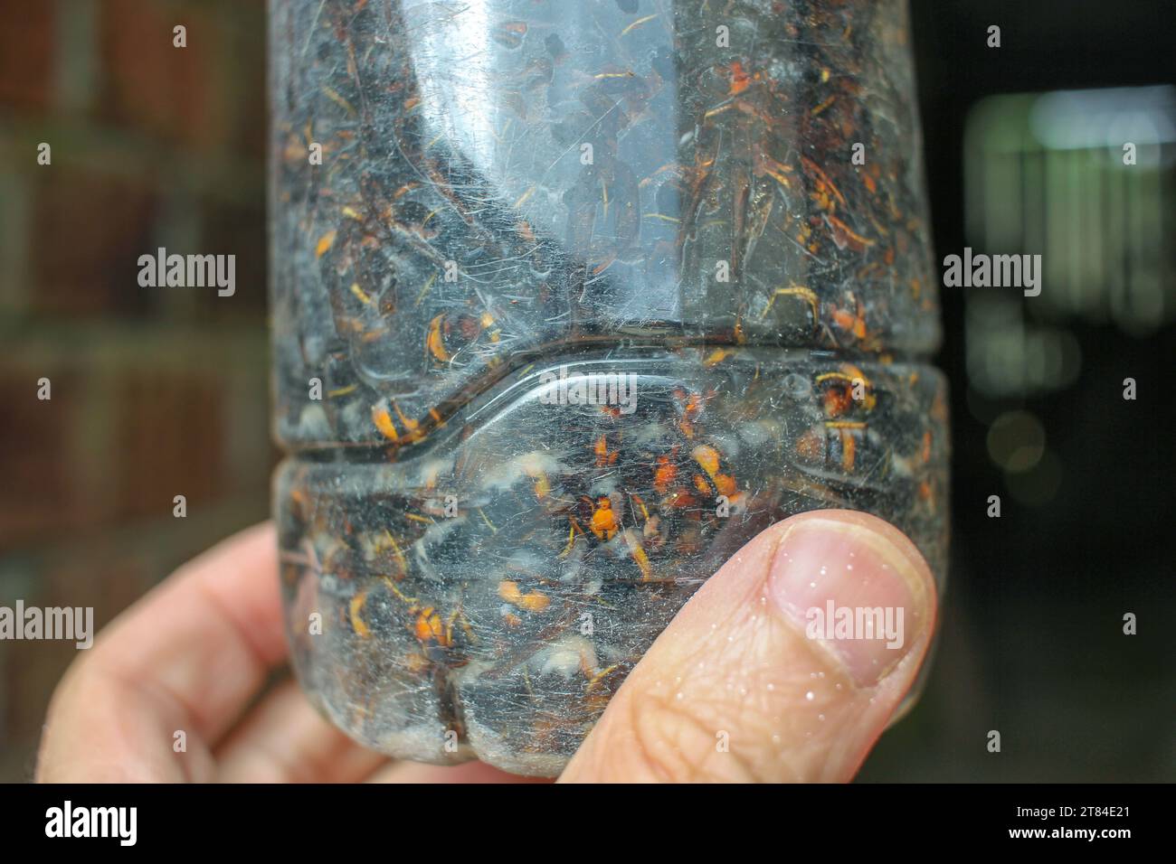 a home made trap for asian hornets in my hand Stock Photo