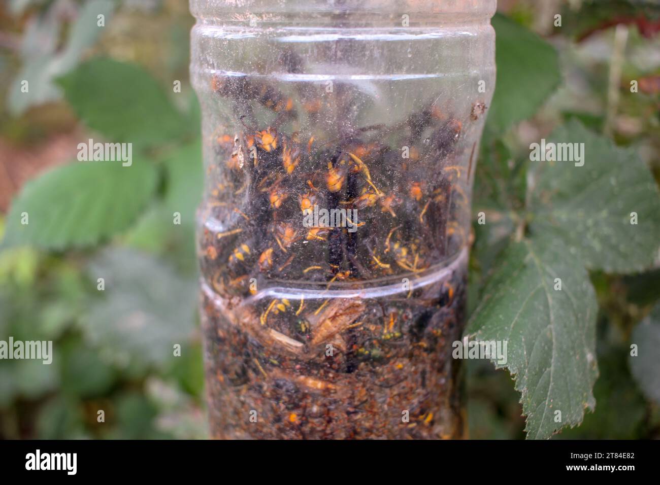 Many Asian Hornets Caught In A Home Made Trap Stock Photo Alamy many-asian-hornets-caught-in-a-home-made-trap-stock-photo-alamy