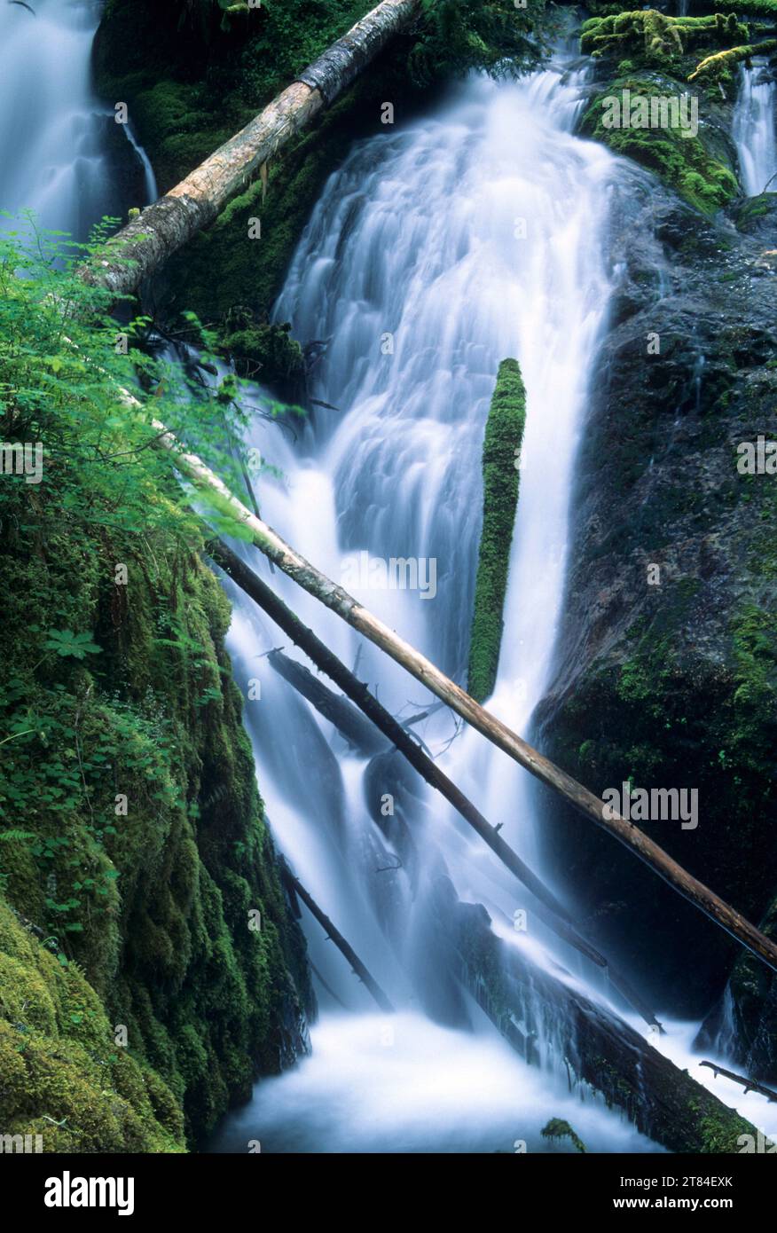 Little Zigzag Falls, Mt Hood National Forest, Oregon Stock Photo