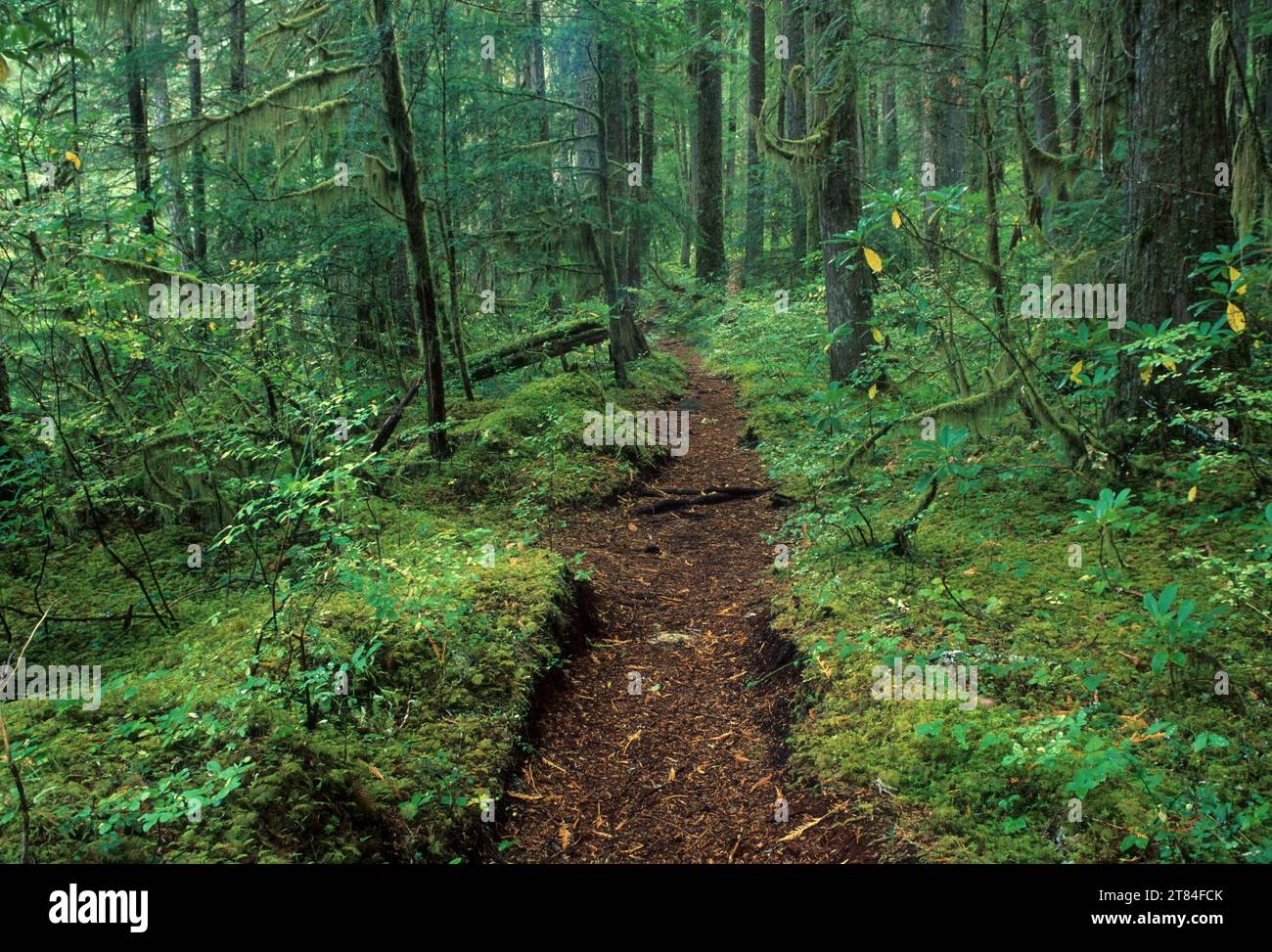 Opal Creek Trail, Opal Creek Scenic Recreation Area, Willamette National Forest, Oregon Stock Photo