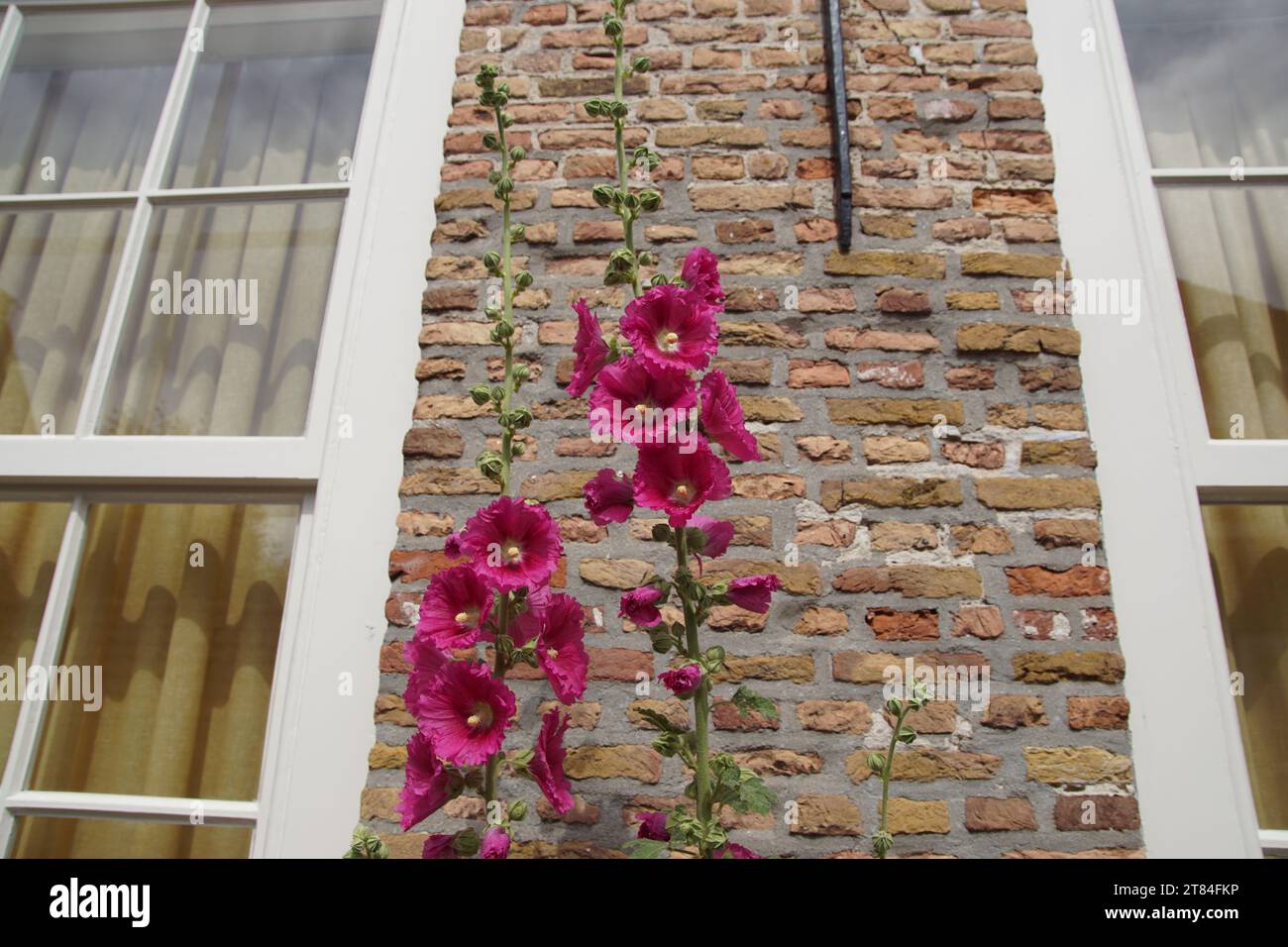 Red hollyhocks (Alcea) in front of a brick wall and between two windows. Family Malvaceae. June, Netherlands, Veere. Stock Photo