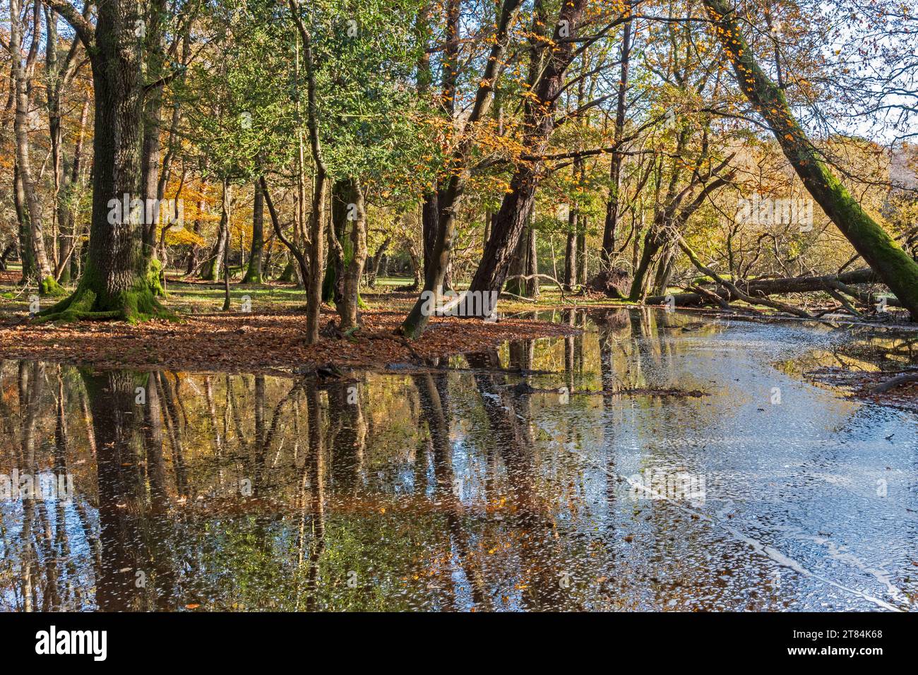 Large puddle at Ashurst New Forest Stock Photo Alamy