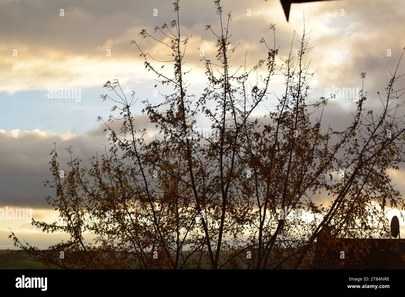 low sun behind a tree Stock Photo