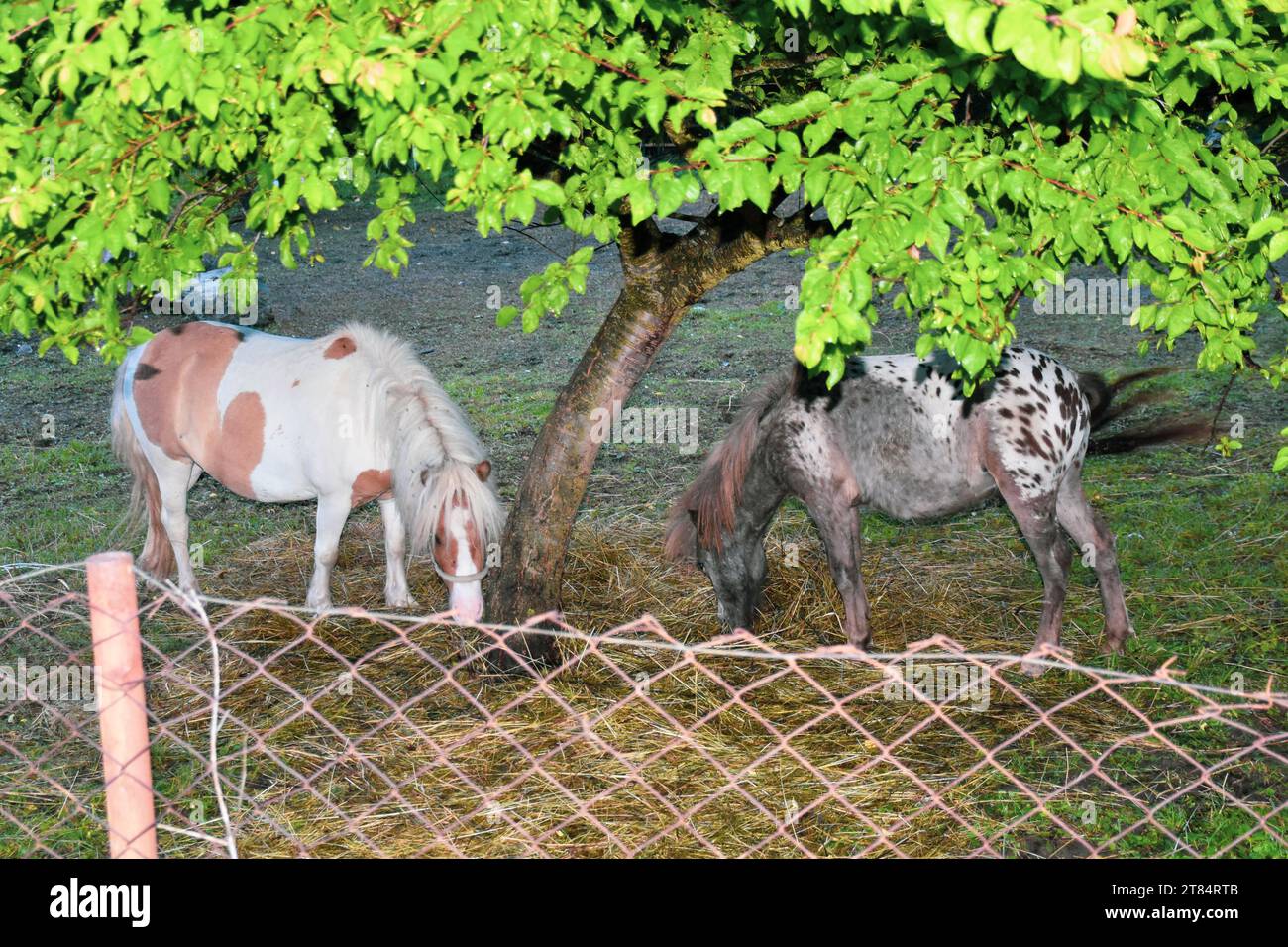 Two horses, ponies. In a fenced property, horses graze hay around a beautiful, low, lush tree Stock Photo
