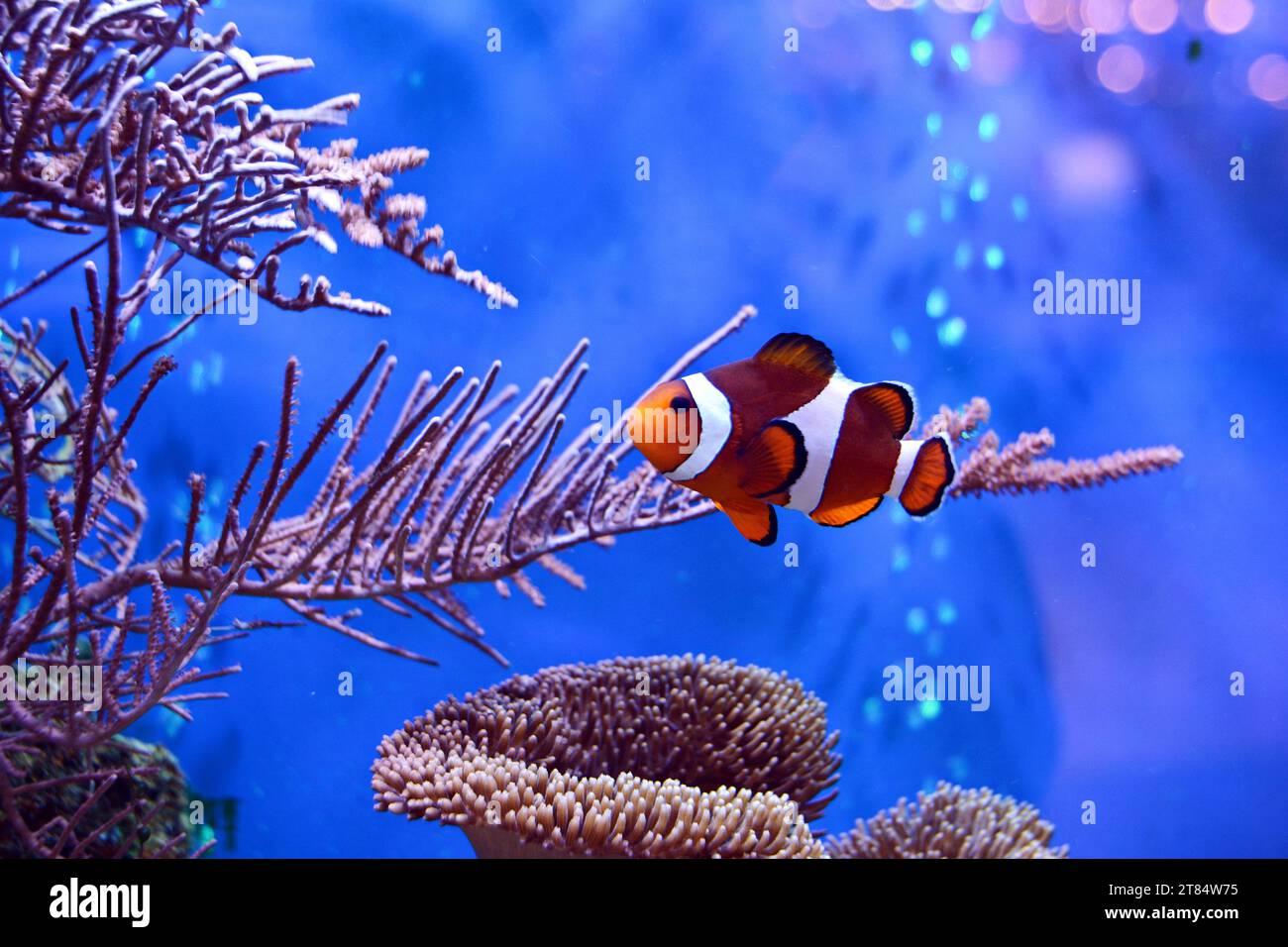 Clownfish, Amphiprioninae, in aquarium tank with reef as background. Stock Photo