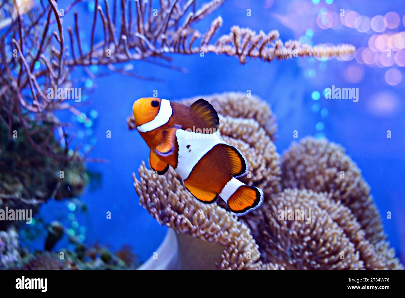 Clownfish, Amphiprioninae, in aquarium tank with reef as background. Stock Photo