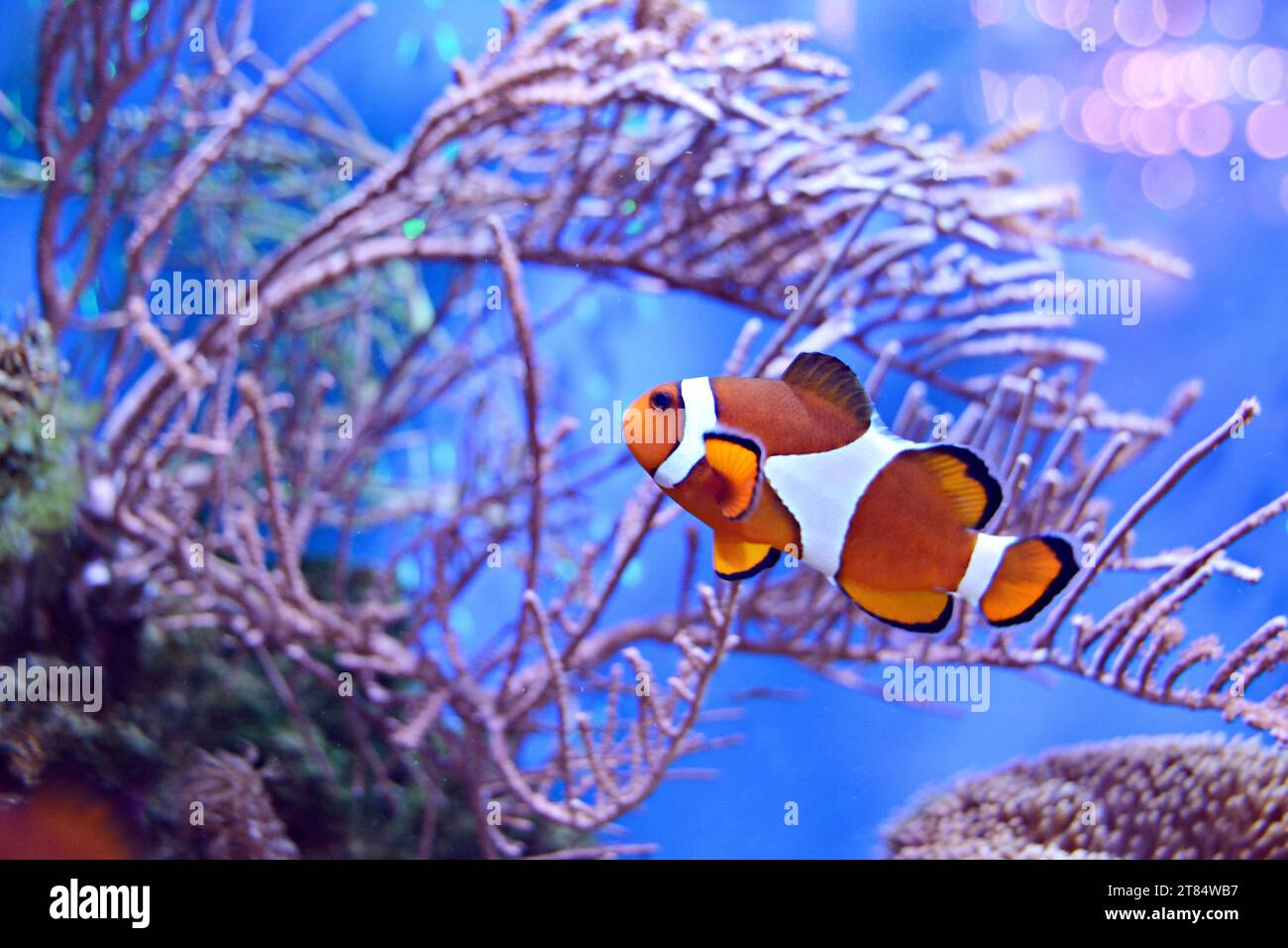 Clownfish, Amphiprioninae, in aquarium tank with reef as background. Stock Photo