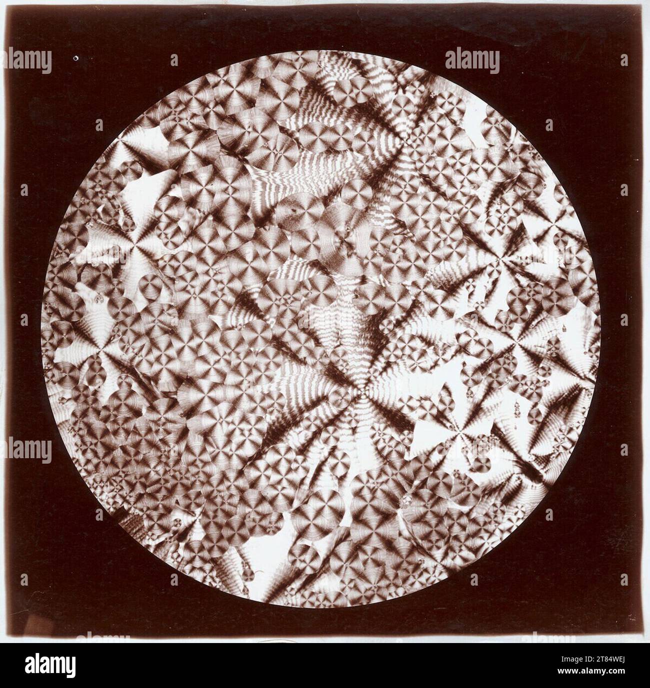 Hans Hauswaldt Asparagin after light. Silver gelatin development paper 1900 or earlier Stock Photo