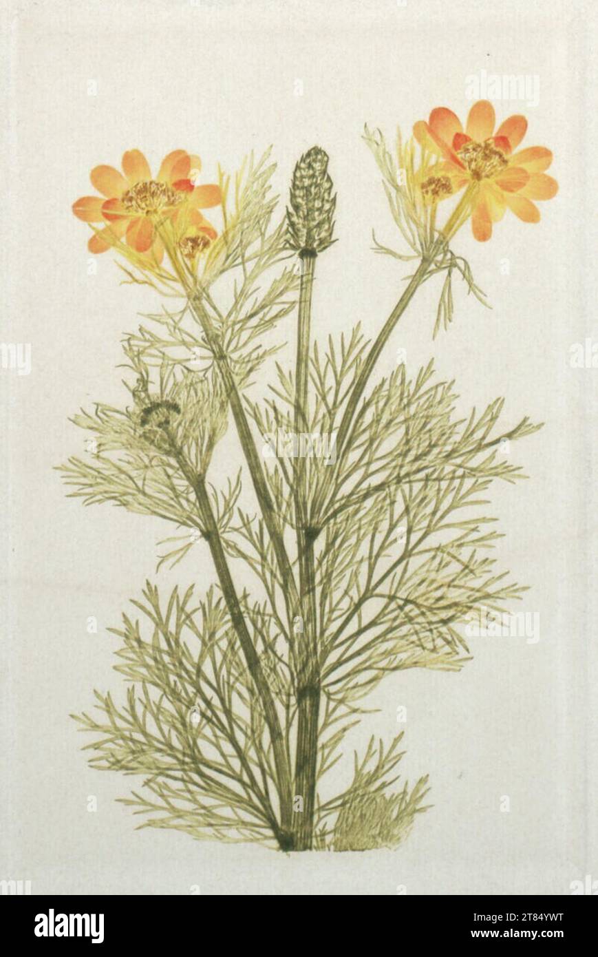 Alois Auer von Welsbach Colored natural self -pressure from 'Adonis Vernalis' ('Spring Adonis'). Natural self -pressure around 1860-1865 Stock Photo