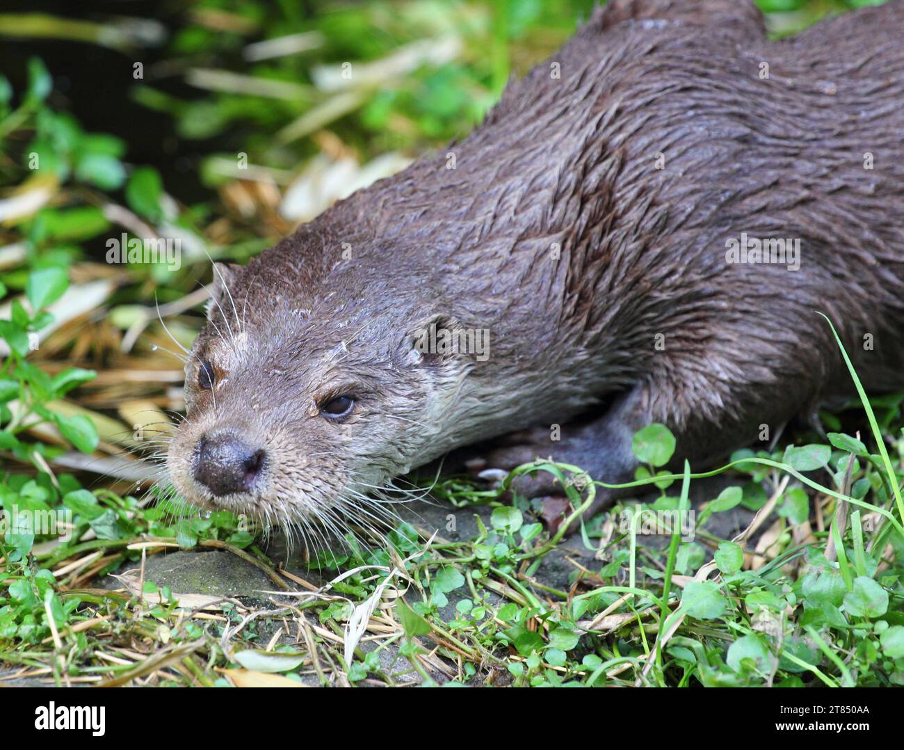 The Eurasian otter (Lutra lutra), also known as the European otter, Eurasian river otter, common otter, and Old World otter, is a semiaquatic mammal n Stock Photo